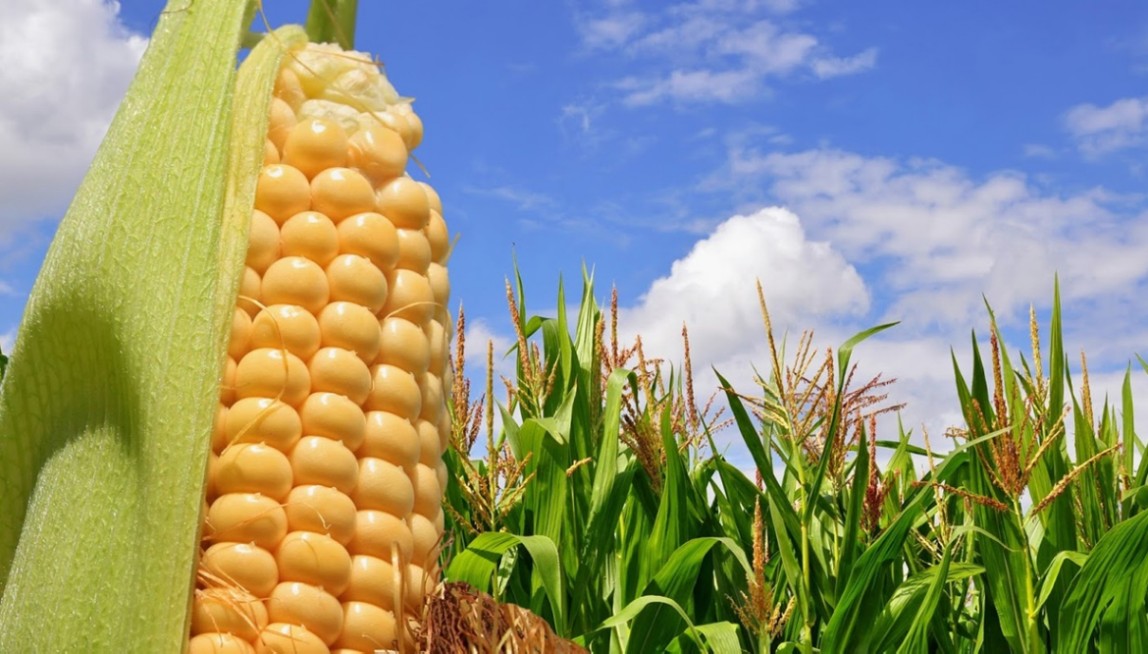 Las exportaciones de maíz de agosto apuntan a ser las más altas de la historia