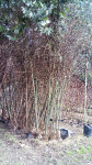 Arboles ornamentales sauce llorón  grande