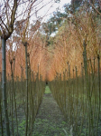 Arboles ornamentales sauces mimbre amarillo