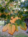 Arboles ornamentales tilos grandes