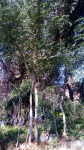 Arboles ornamentales timbo