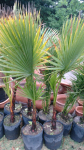 Arboles palmeras washintognia 10