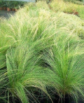 Arbustos gramíneas stipa