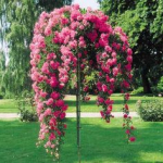 Arbustos rosas lloronas