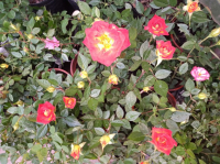 Arbustos rosas mini maceta 2 litros