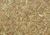 Semillas cesped ray grass perenne x kilo