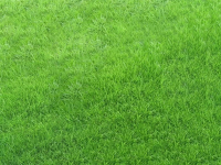 Semillas cesped ray grass perenne x kilo