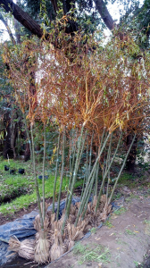 Arboles ornamentales sauce eléctrico