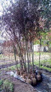 Arboles ornamentales sauce llorón  grande