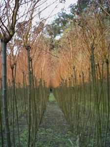 Arboles ornamentales sauces mimbre amarillo