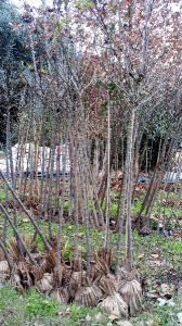 Arboles ornamentales soforas