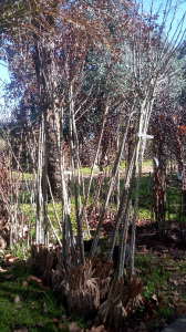 Arboles ornamentales tilo