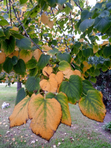 Arboles ornamentales tilos grandes