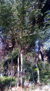 Arboles ornamentales timbo