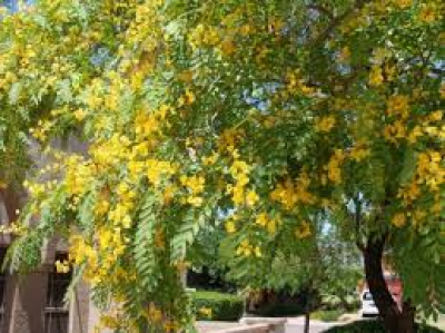 Arboles ornamentales tipuana tipu