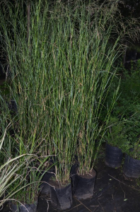 Arbustos gramíneas panicum virgatum