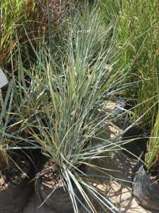 Arbustos gramíneas paspalum exaltatum