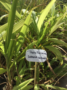 Arbustos gramíneas pasto palmera