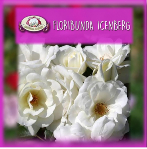 Arbustos rosas iceberg y floribundas