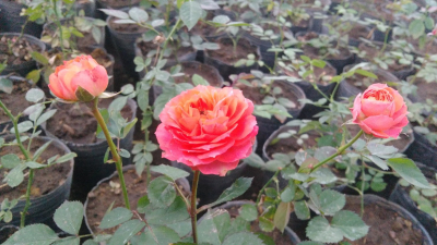 Arbustos rosas mini maceta 12