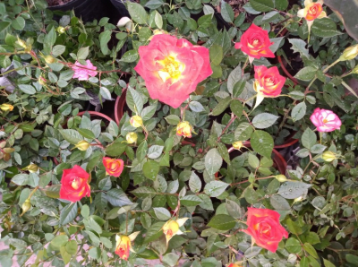 Arbustos rosas mini maceta 2 litros
