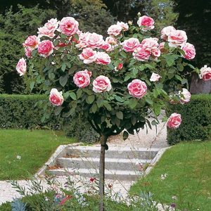 Arbustos rosas topiarias