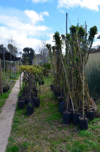Arbustos rosas trepadoras