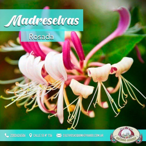 Arbustos trepadora madreselvas rosada