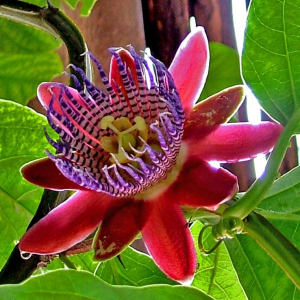 Arbustos trepadora passionaria