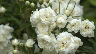 Arbustos trepadora rosa banckiana blancas