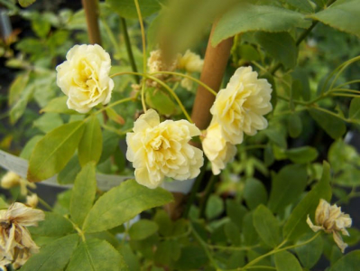 Arbustos trepadora rosas banckiana grande amarillas