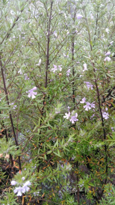 Arbustos varios westringia blanca en 4 litros