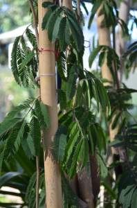 Trepadora Calliandra borla de obispo
