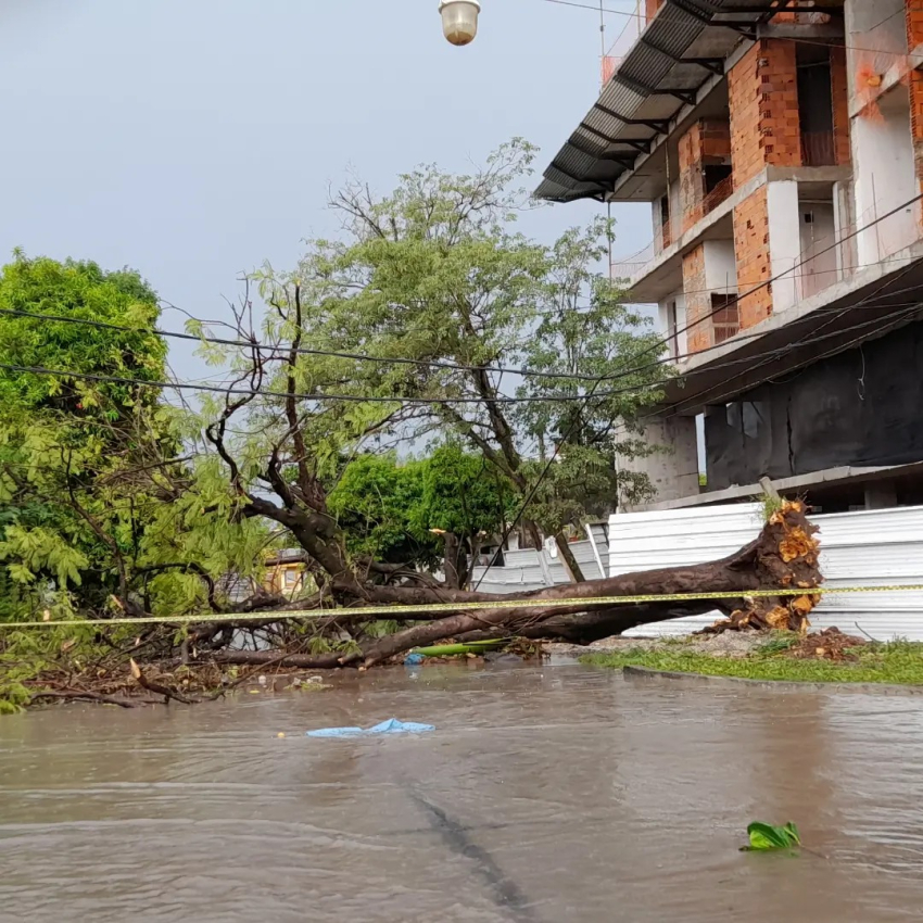 Un fenómeno meteorológico provocó la caída de árboles de gran tamaño en Formosa.