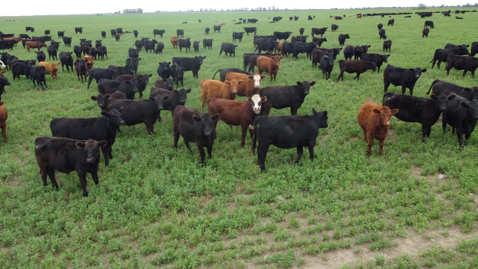 El Ministerio de la Producción dispone asesoramiento para acompañar a los productores pampeanos.