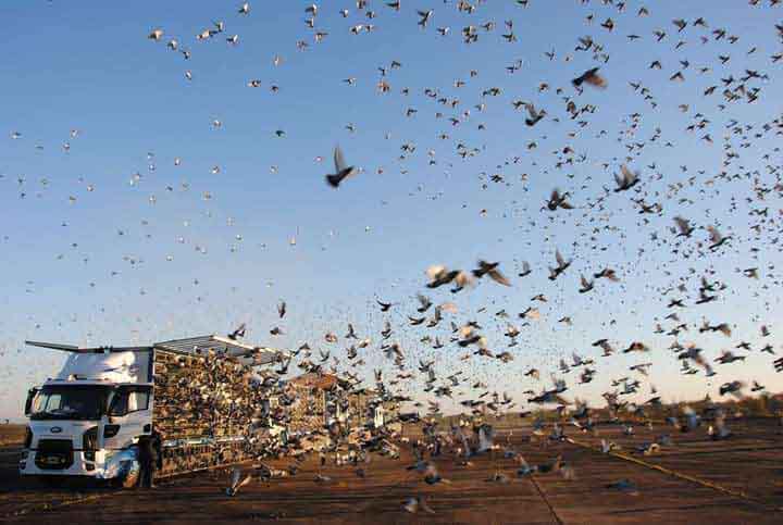 El calendario colombófilo se pondrá en marcha en junio.