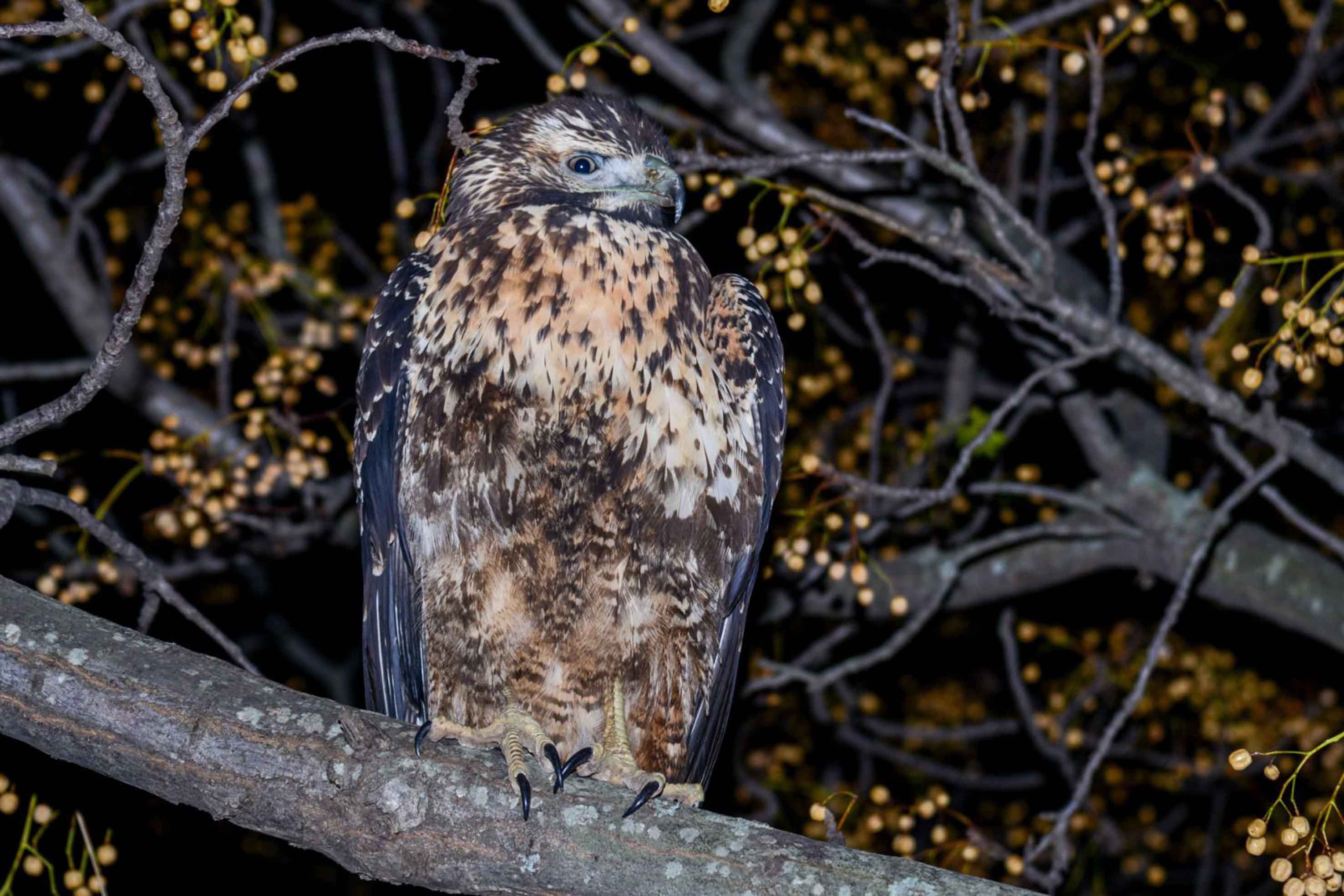 El Aguila Mora permaneció varias horas en el parque que rodea el Palacio Municipal.