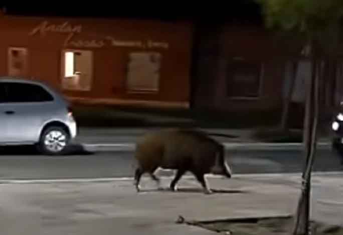 “Pancracio” en pleno centro guatrachenses. Su aparición generó diversas conjeturas.