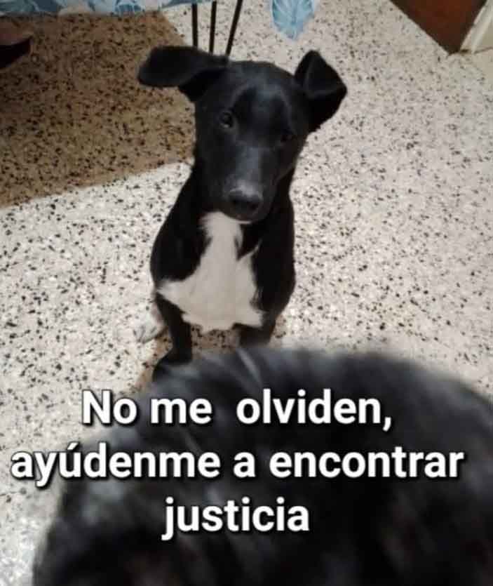 En Santa Rosa, proteccionistas se manifestaron pidiendo por “Juanito” y todos los animales abandonados.
