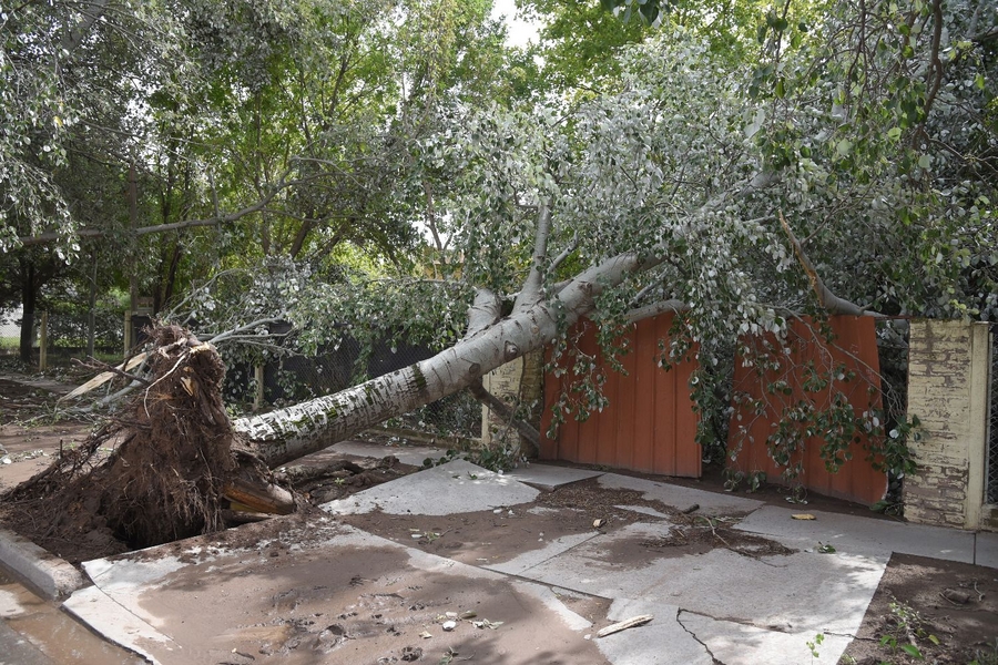 Un árbol contra una casa, una imagen repetida en distintos sectores.