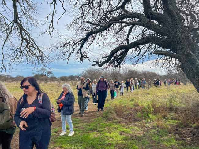 La caminata guiada se realizará a lo largo de 8 kilómetros, por senderos del bosque de caldén.